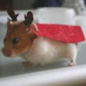 Meet your Posher, Paul